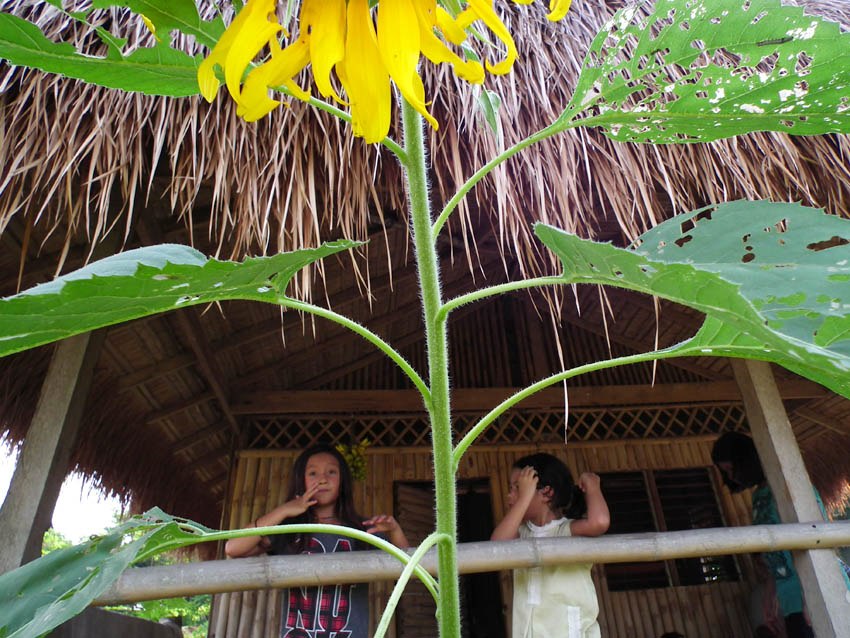Children of guests at our bahay kubo in Cavite, with sunflower in the foreground.