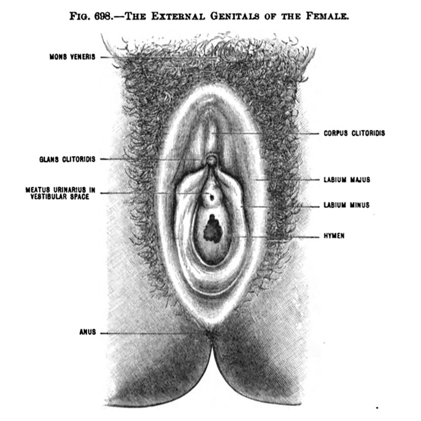 Labia view in Gilded Age textbook used in Philippines