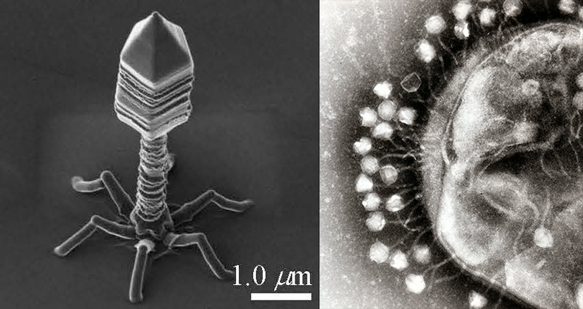 bacteriophage-microscopic